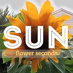 Sunflower Seconds